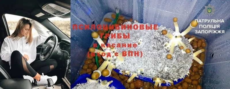 Псилоцибиновые грибы Psilocybine cubensis  Горнозаводск 